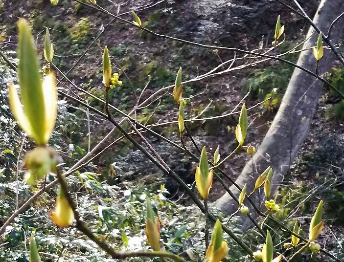 f:id:pft78526:20190328211321j:plain