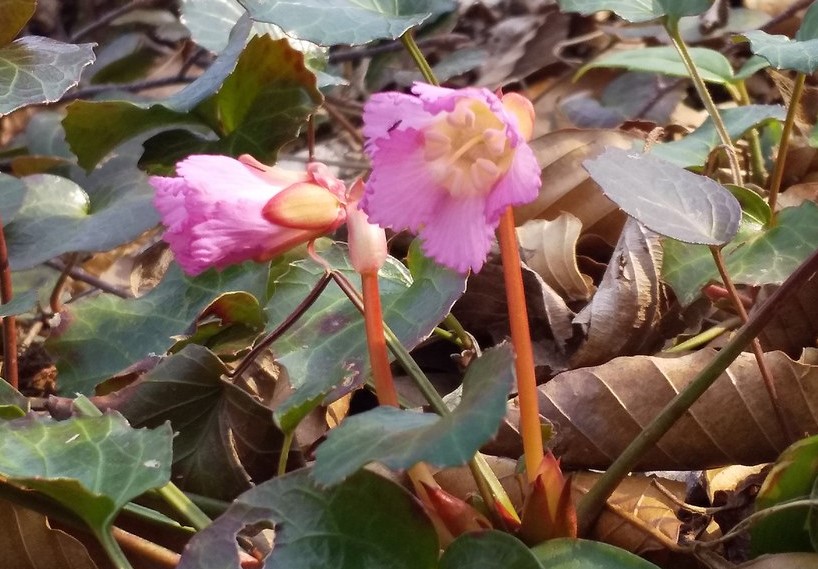 f:id:pft78526:20190328211657j:plain