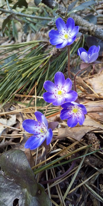 f:id:pft78526:20190328211838j:plain