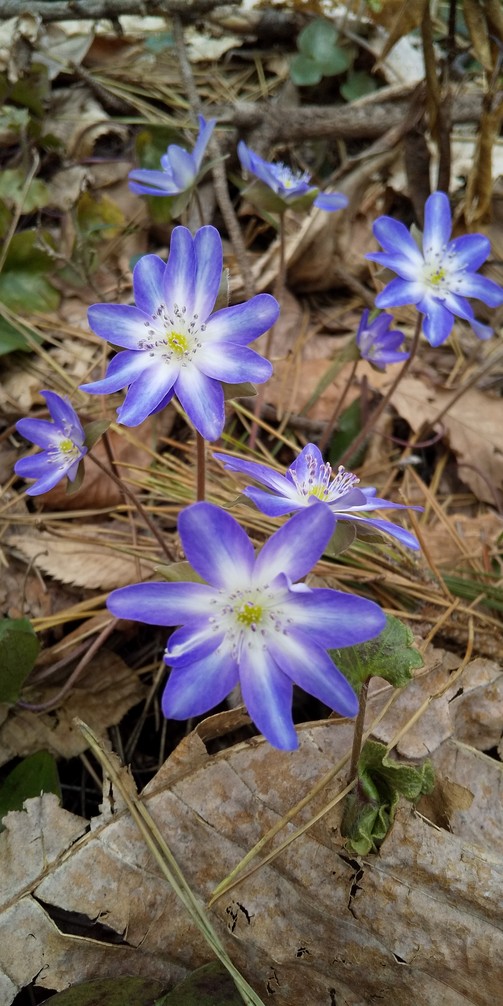 f:id:pft78526:20190328211914j:plain