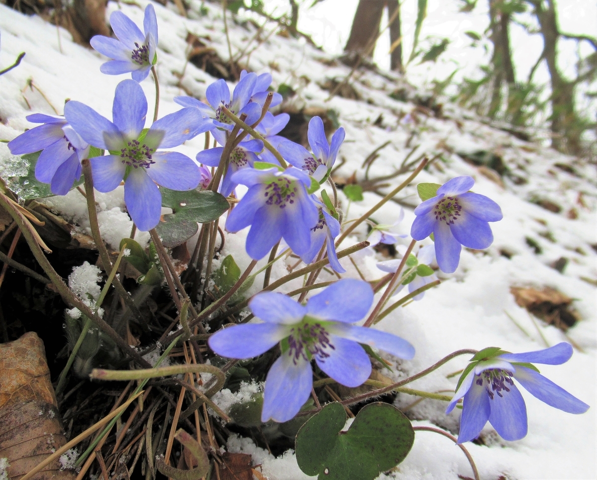 f:id:pft78526:20190329183438j:plain