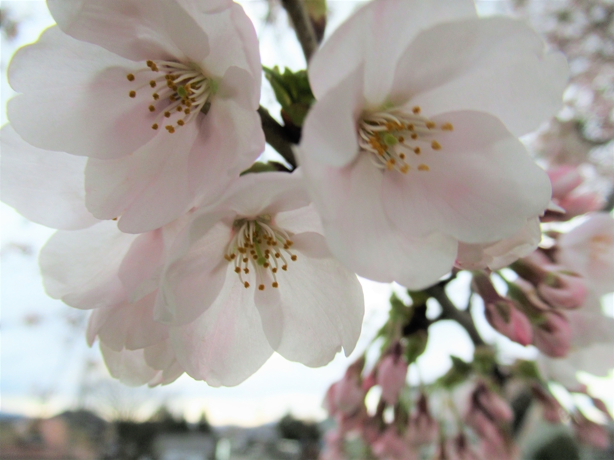 f:id:pft78526:20190409170804j:plain
