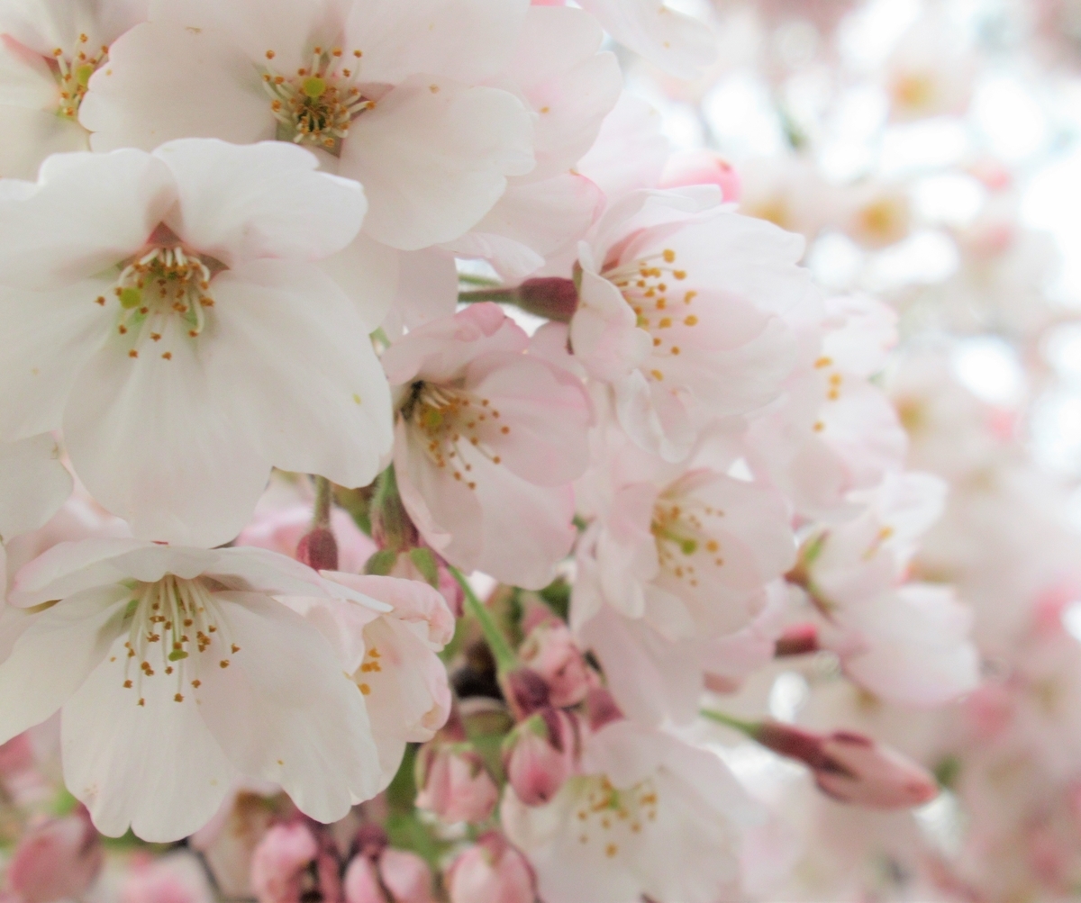 f:id:pft78526:20190409171522j:plain