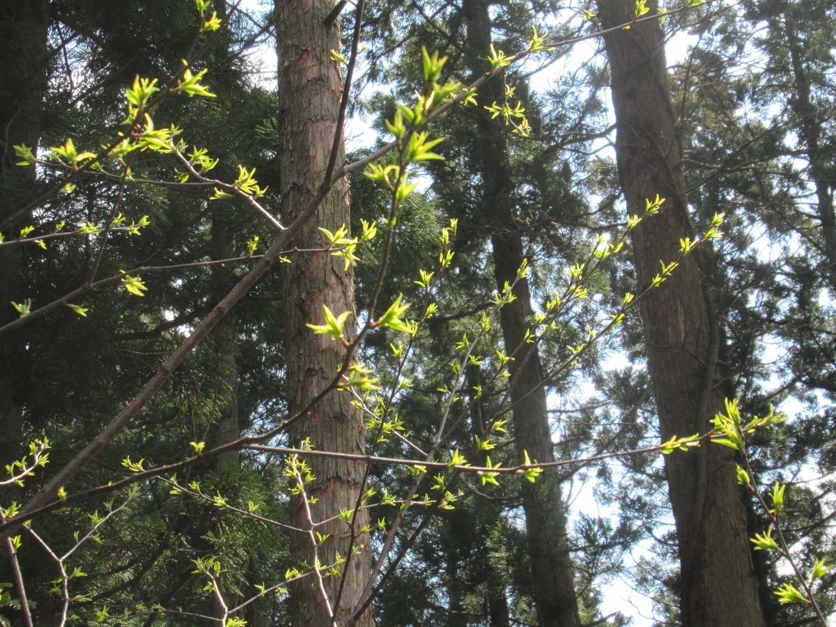 f:id:pft78526:20190409183222j:plain f:id:pft78526:20190409183222j:plain