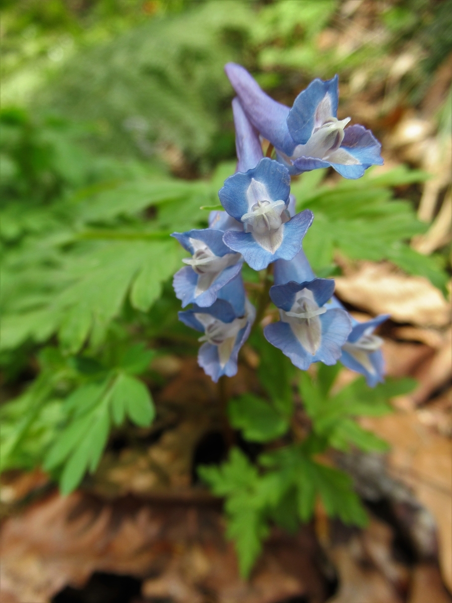 f:id:pft78526:20190409184910j:plain f:id:pft78526:20190409184910j:plain