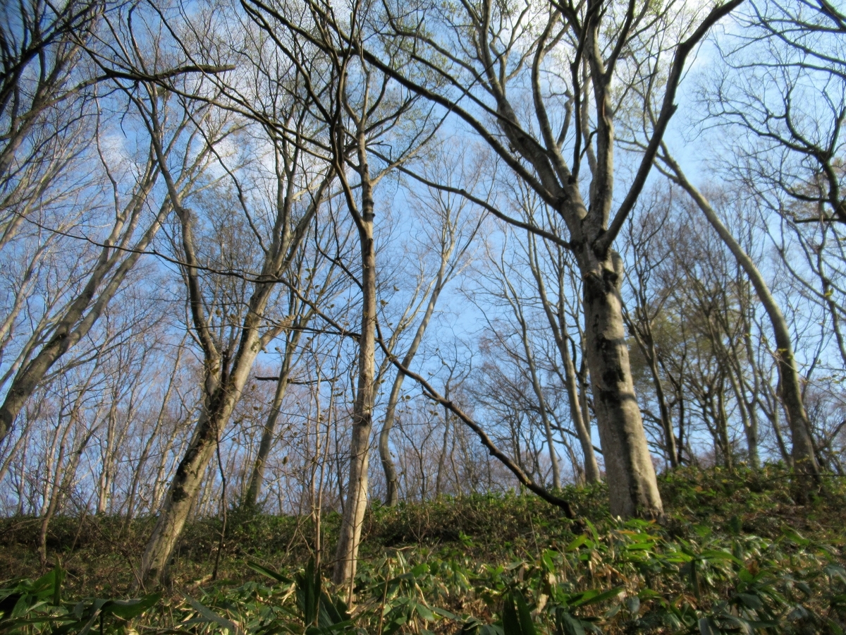 f:id:pft78526:20190409192653j:plain