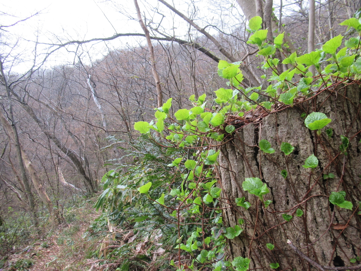 f:id:pft78526:20190409200515j:plain