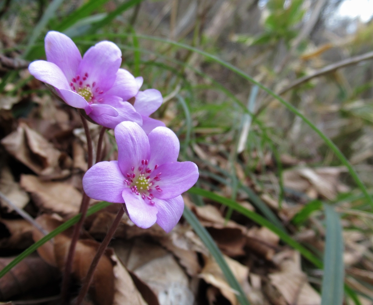 f:id:pft78526:20190418201350j:plain f:id:pft78526:20190418201350j:plain