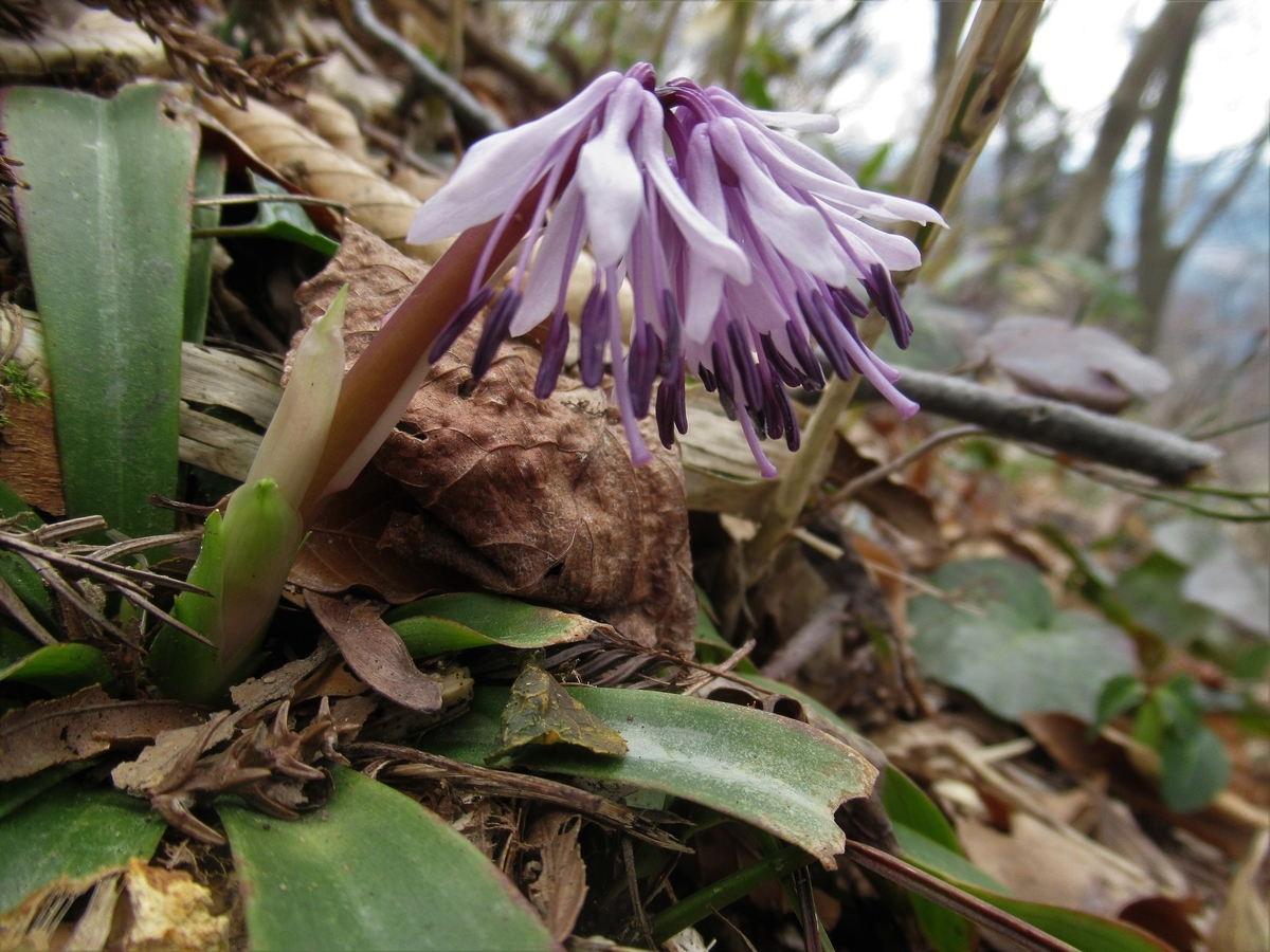 f:id:pft78526:20190418210252j:plain f:id:pft78526:20190418210252j:plain