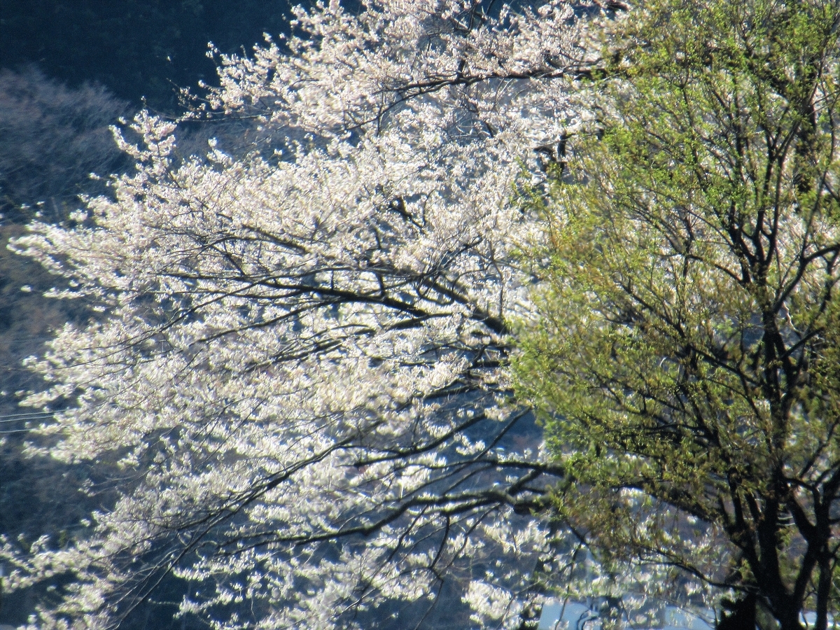 f:id:pft78526:20190425200052j:plain