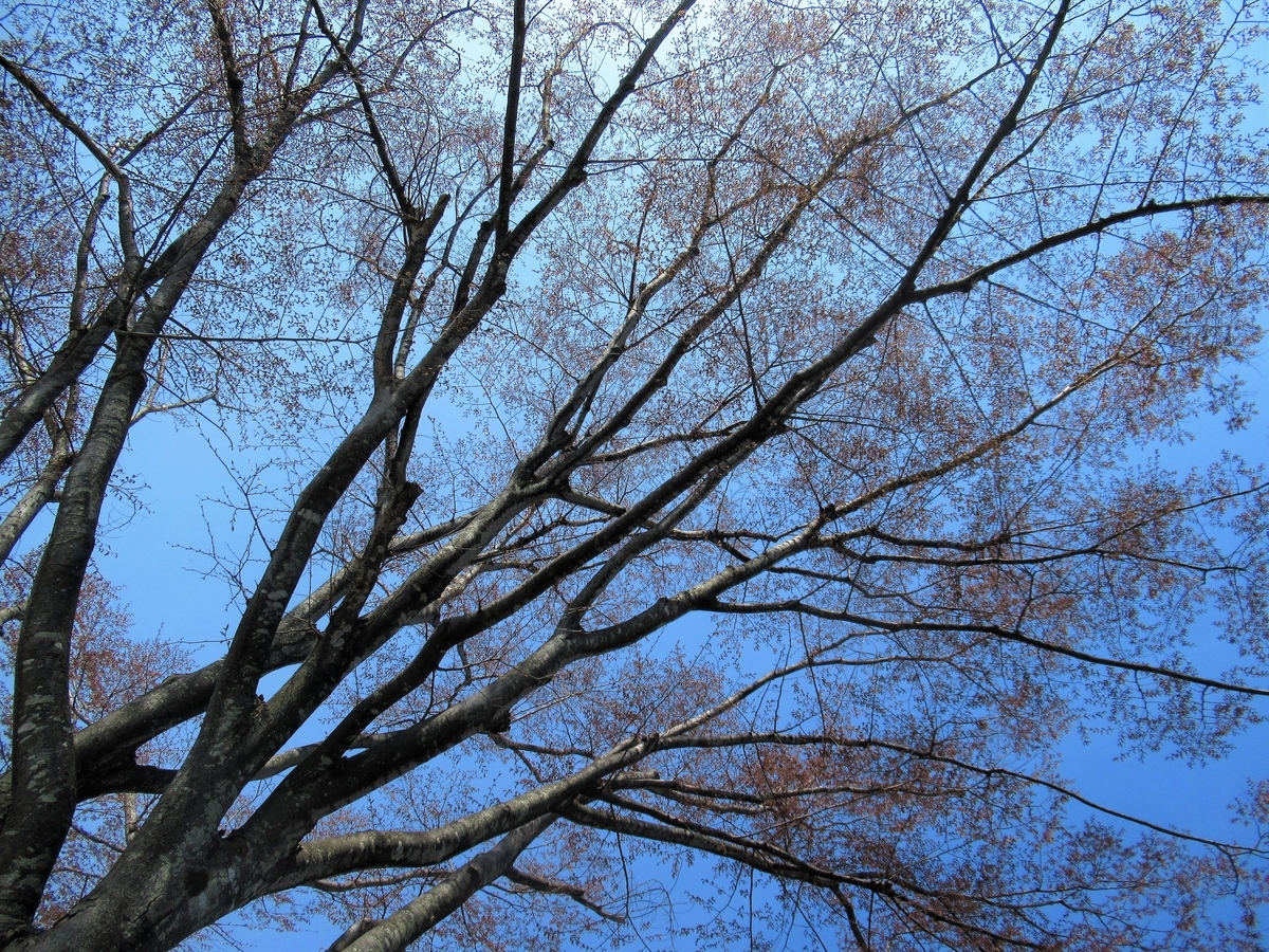 f:id:pft78526:20190425200059j:plain