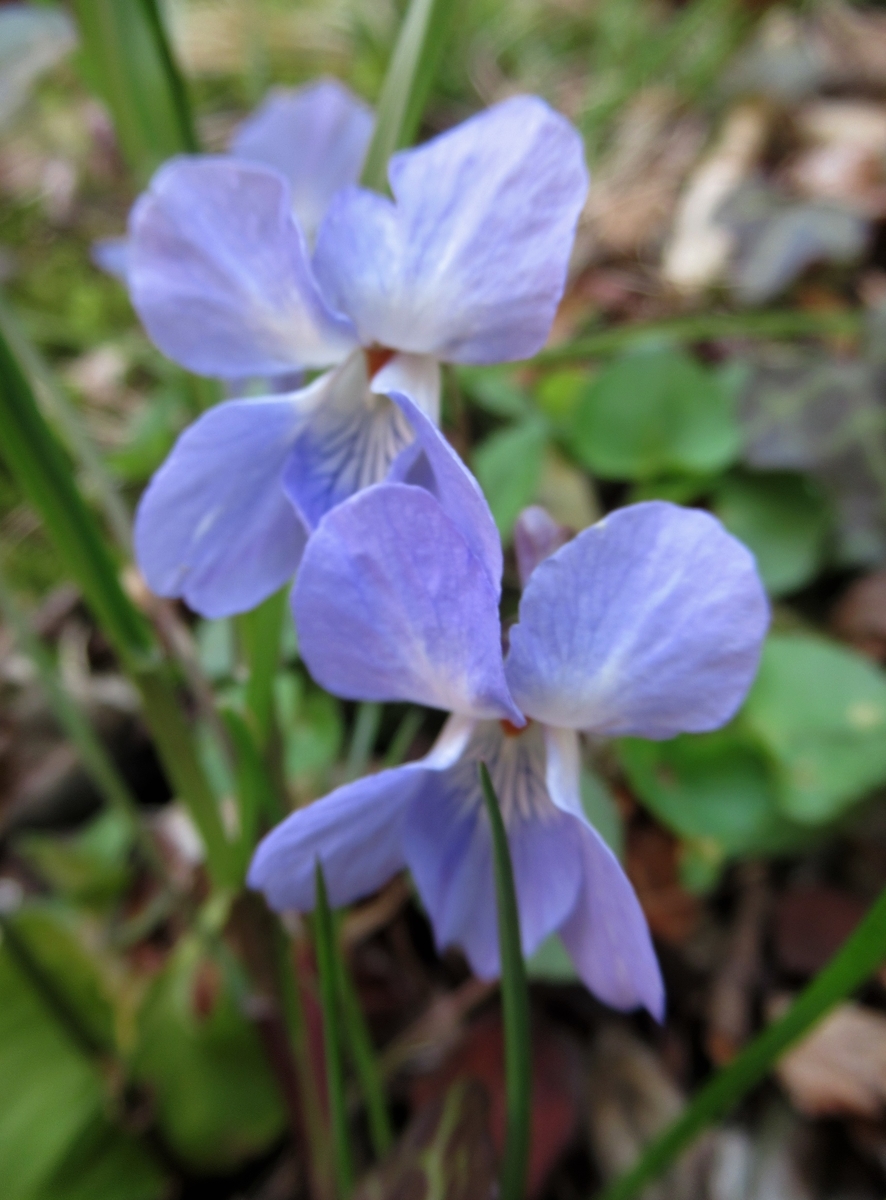 f:id:pft78526:20190425200841j:plain