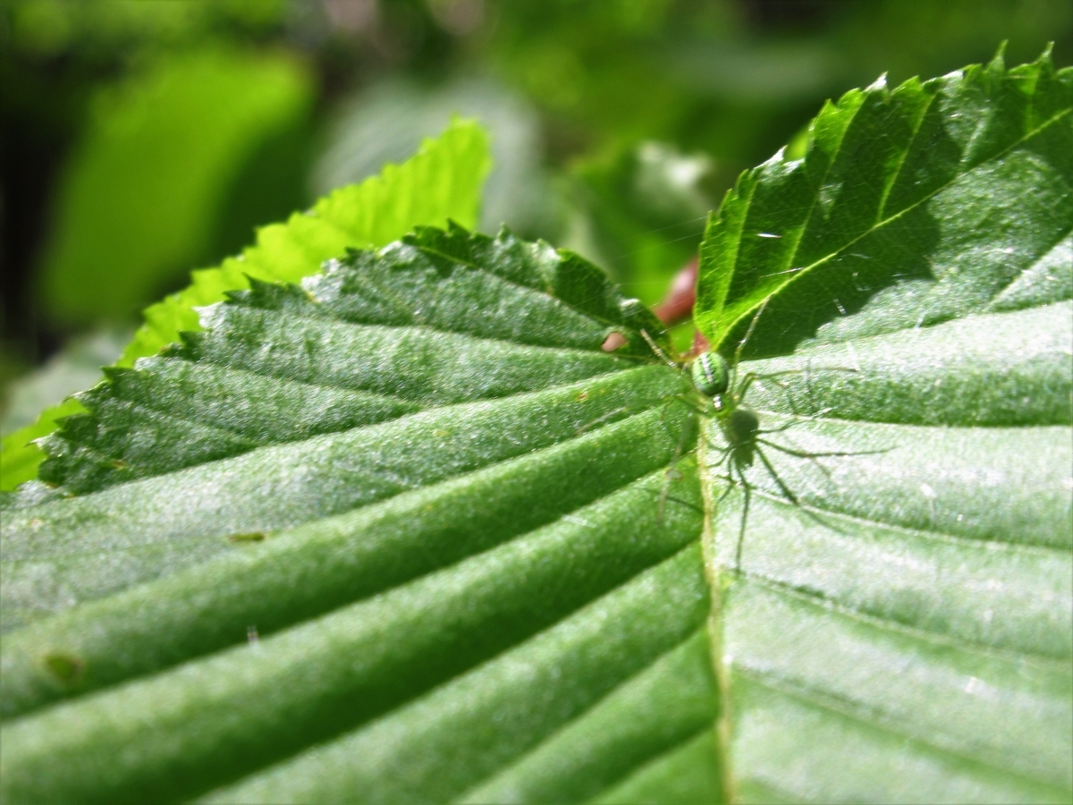 f:id:pft78526:20190502102940j:plain