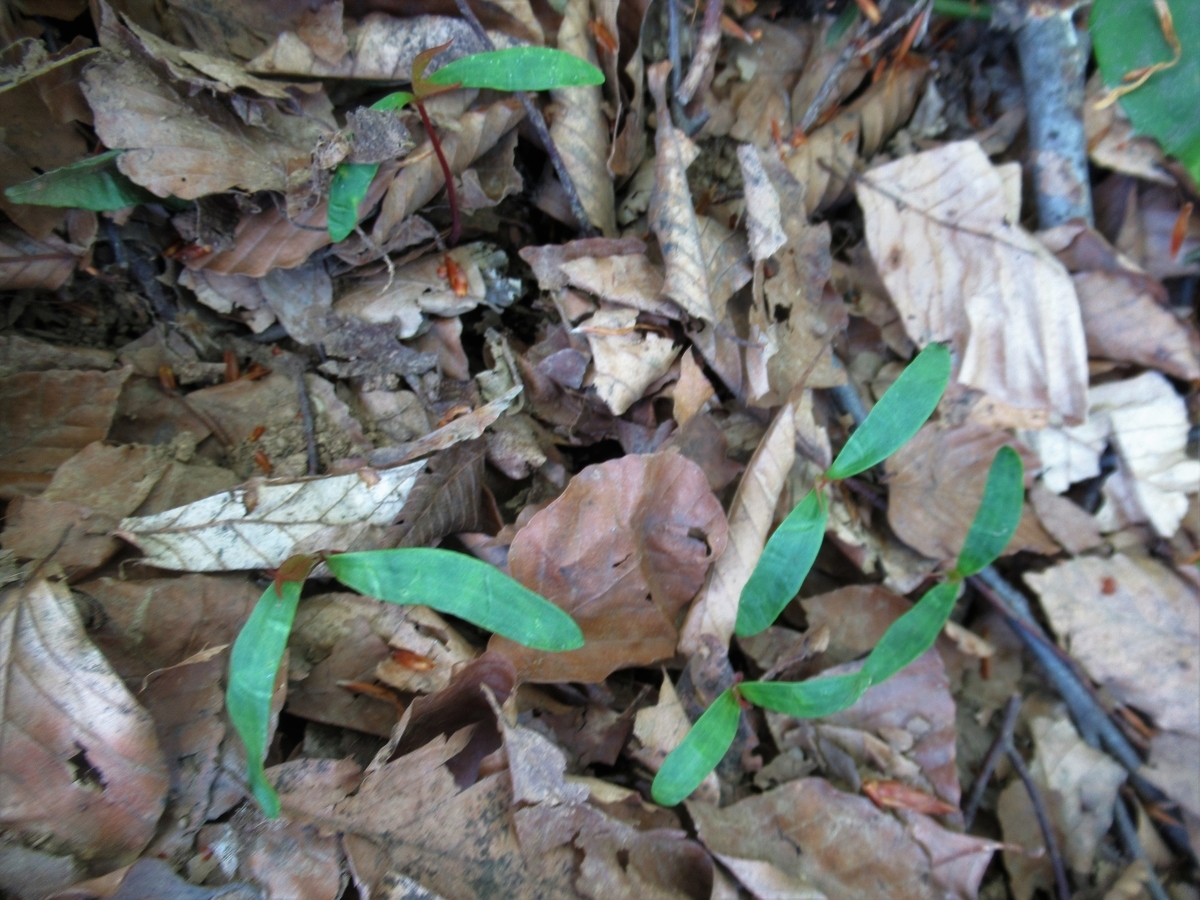 f:id:pft78526:20190515221816j:plain