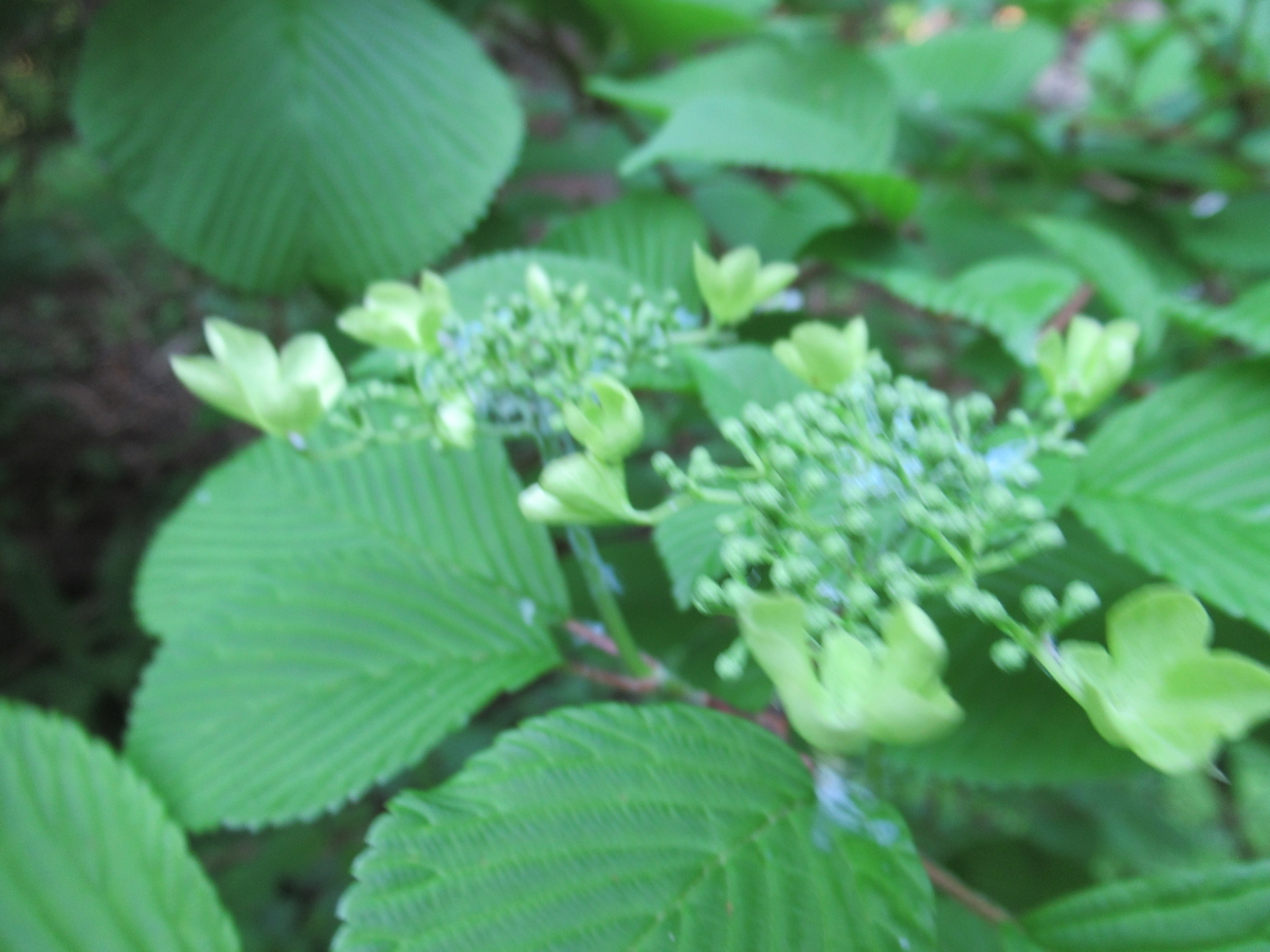 f:id:pft78526:20190603081336j:plain