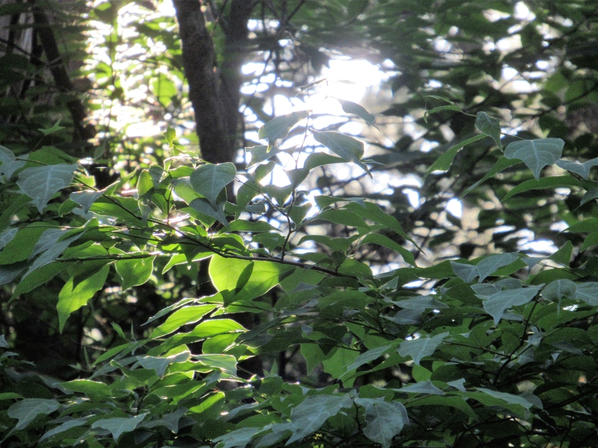 f:id:pft78526:20190603082934j:plain