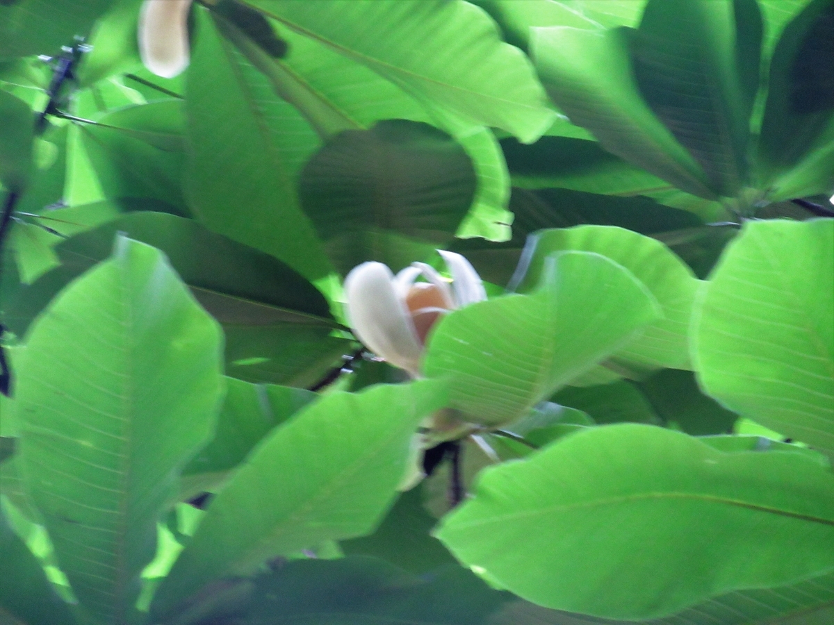 f:id:pft78526:20190603091313j:plain