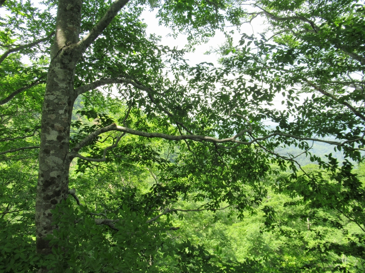 f:id:pft78526:20190604194551j:plain