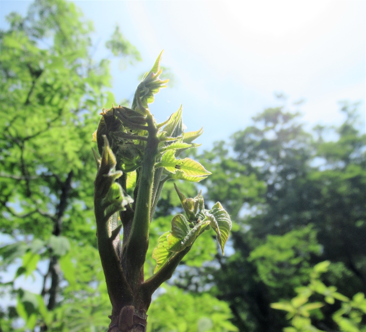 f:id:pft78526:20190604194742j:plain