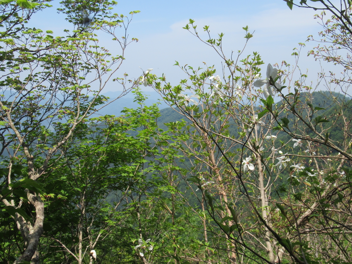 f:id:pft78526:20190604195502j:plain