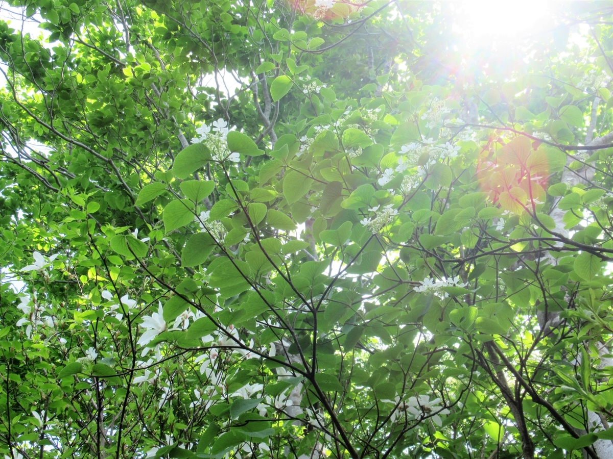 f:id:pft78526:20190604195610j:plain
