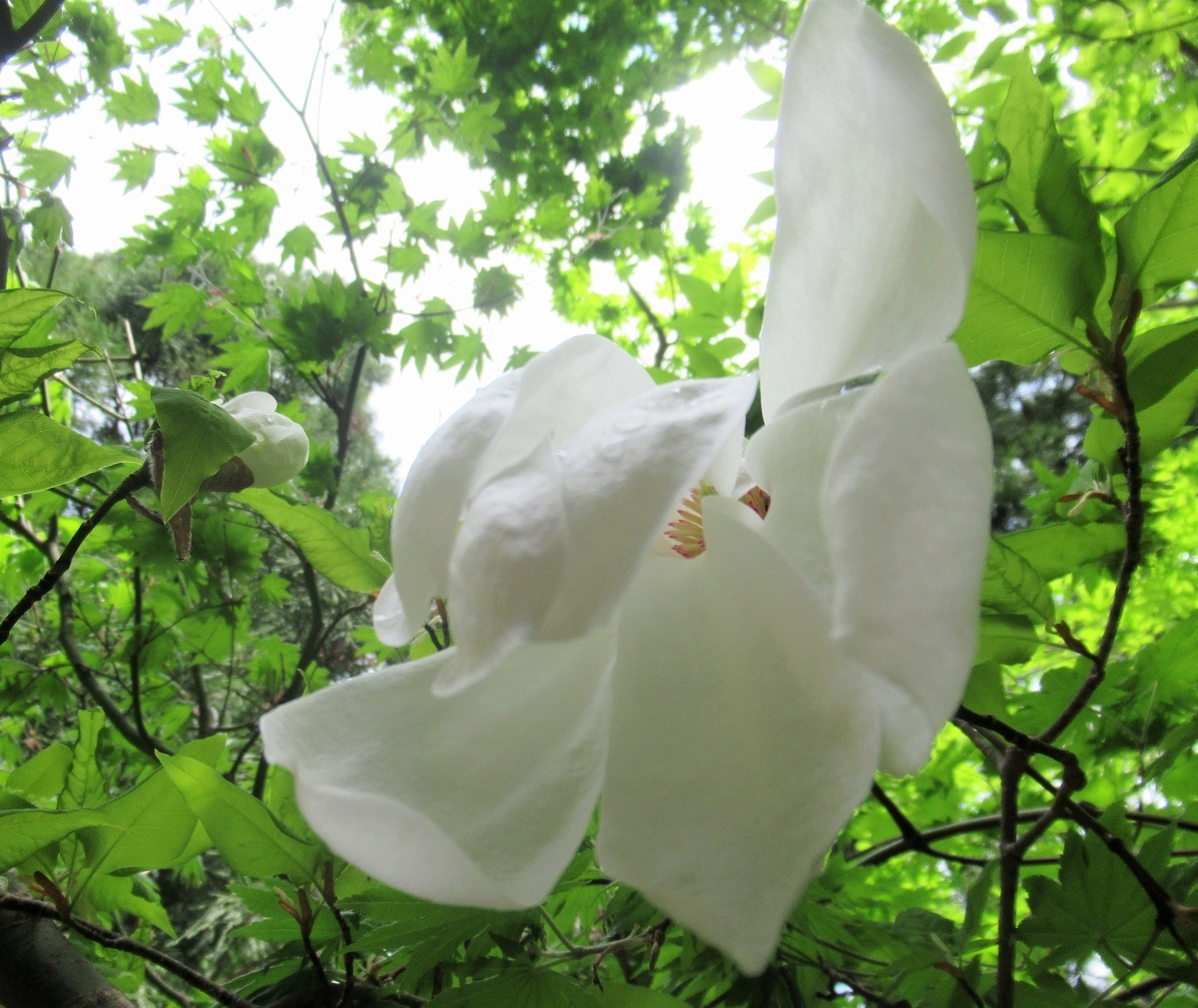f:id:pft78526:20190607202320j:plain