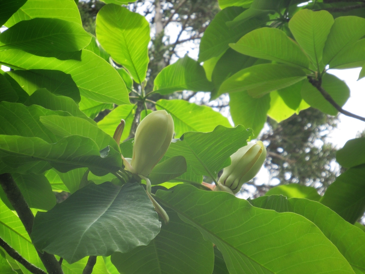 f:id:pft78526:20190607203303j:plain