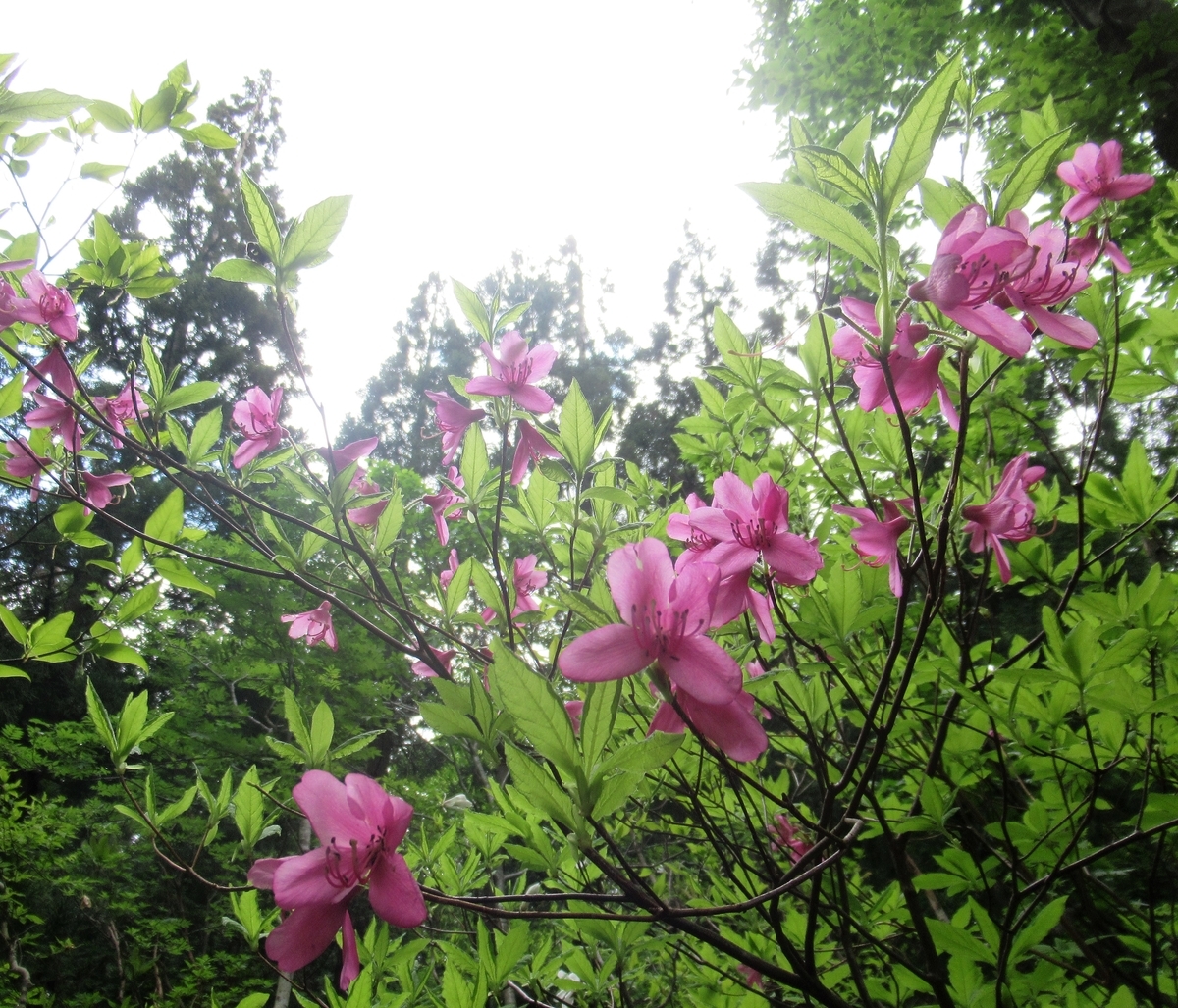 f:id:pft78526:20190607203415j:plain