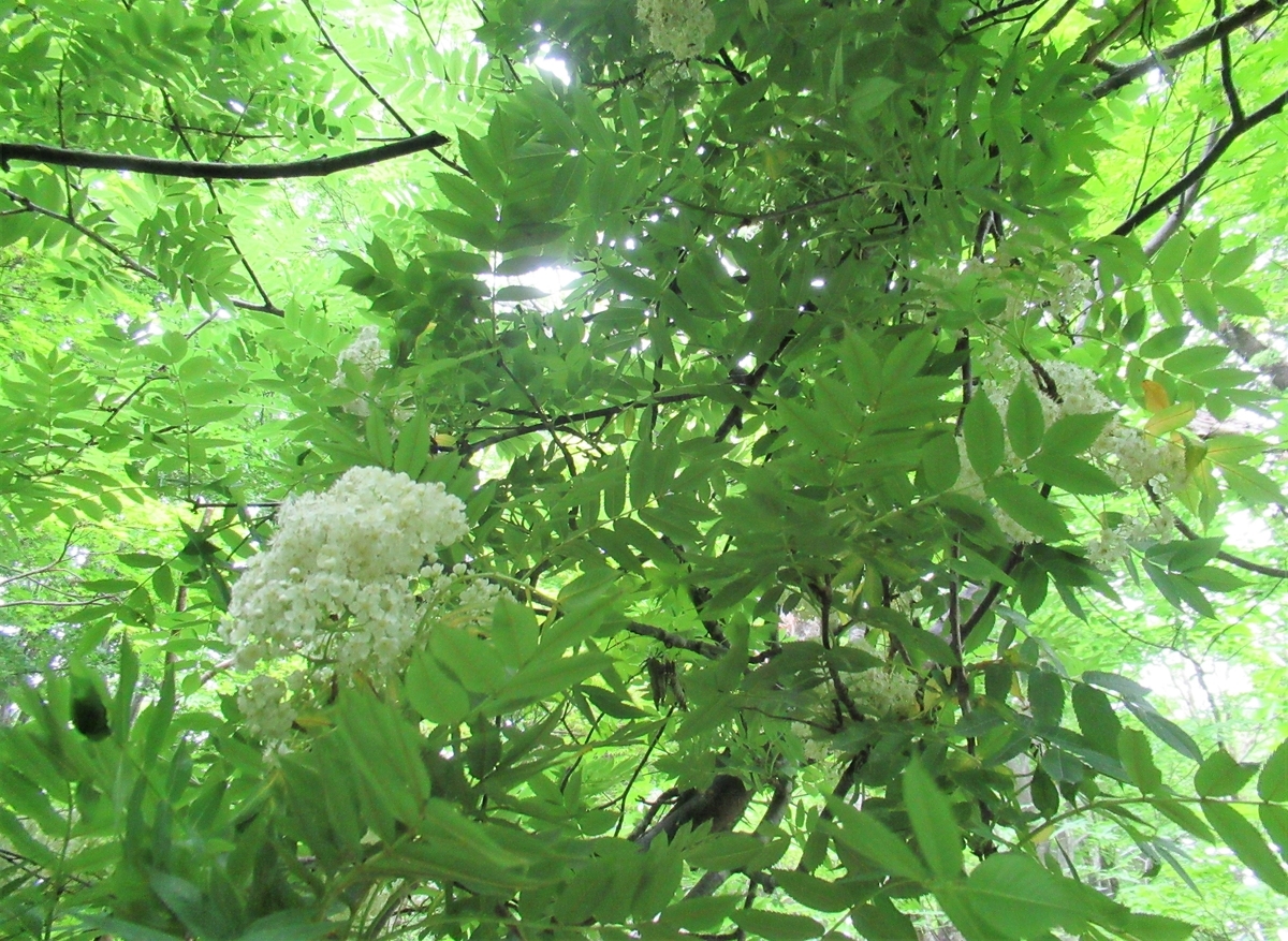 f:id:pft78526:20190608055037j:plain