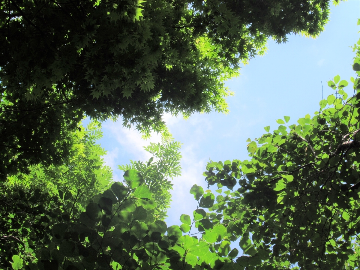 f:id:pft78526:20190608055755j:plain