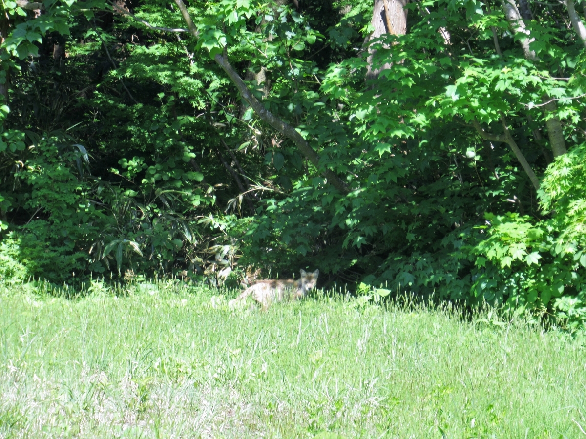f:id:pft78526:20190608215311j:plain