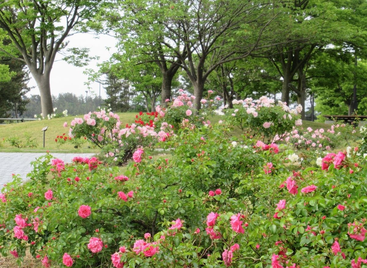 f:id:pft78526:20190614201629j:plain