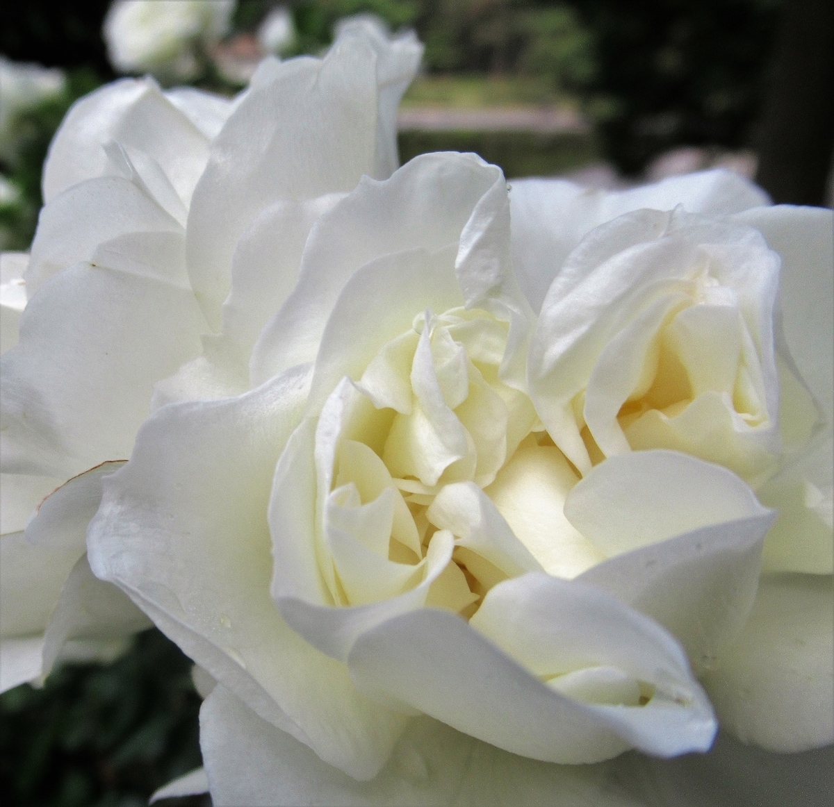 f:id:pft78526:20190614201821j:plain