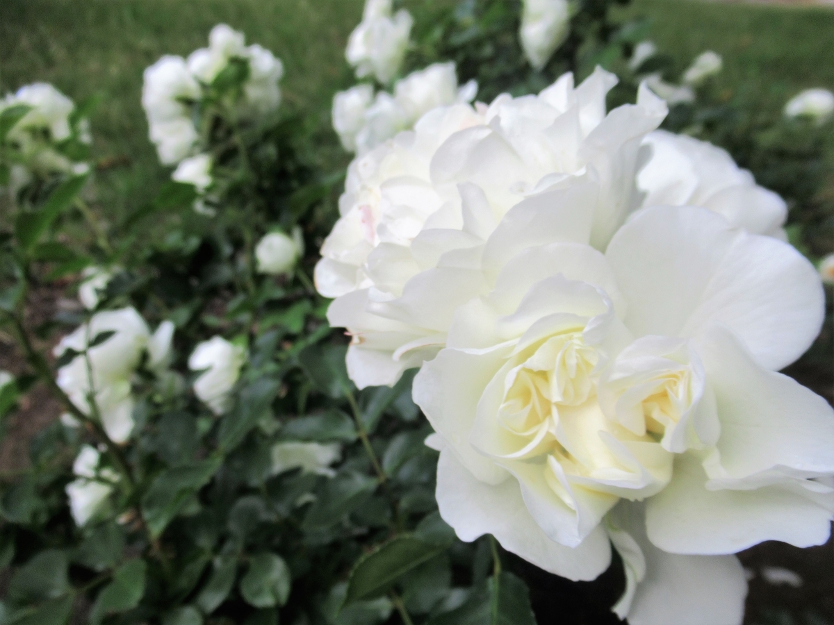f:id:pft78526:20190614201825j:plain