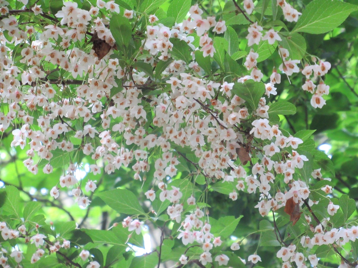 f:id:pft78526:20190614201930j:plain