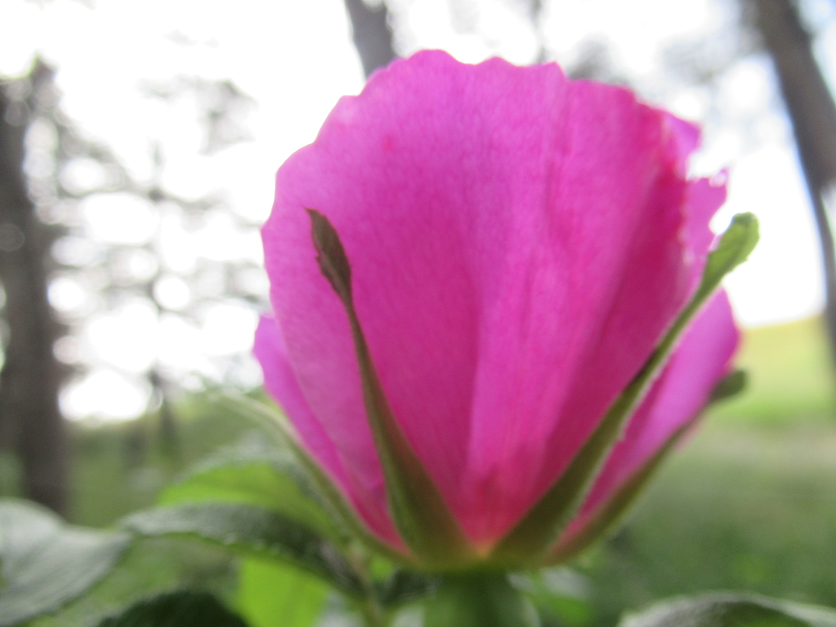 f:id:pft78526:20190614202052j:plain