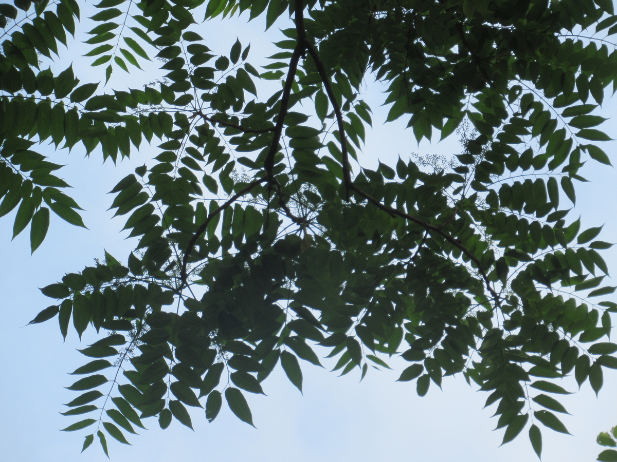 f:id:pft78526:20190614202833j:plain