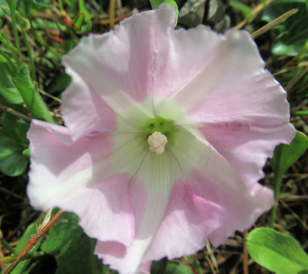f:id:pft78526:20190614202945j:plain