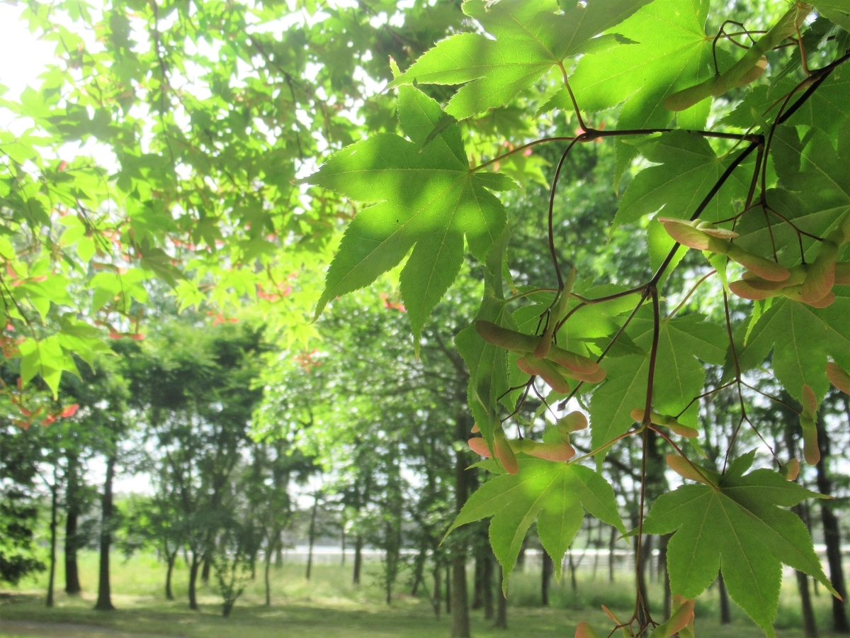 f:id:pft78526:20190614203156j:plain