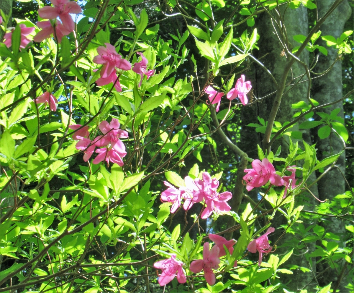 f:id:pft78526:20190621203906j:plain