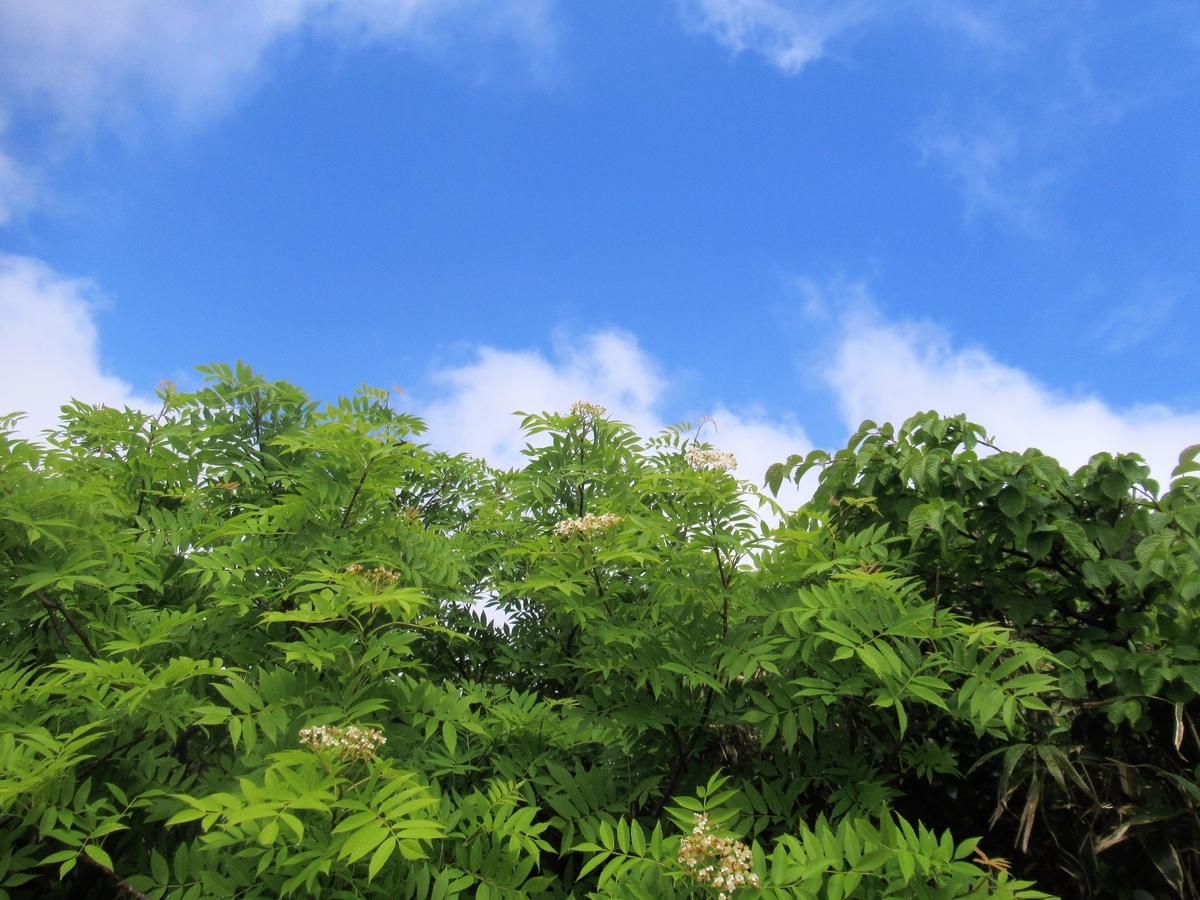 f:id:pft78526:20190629091922j:plain f:id:pft78526:20190629091922j:plain