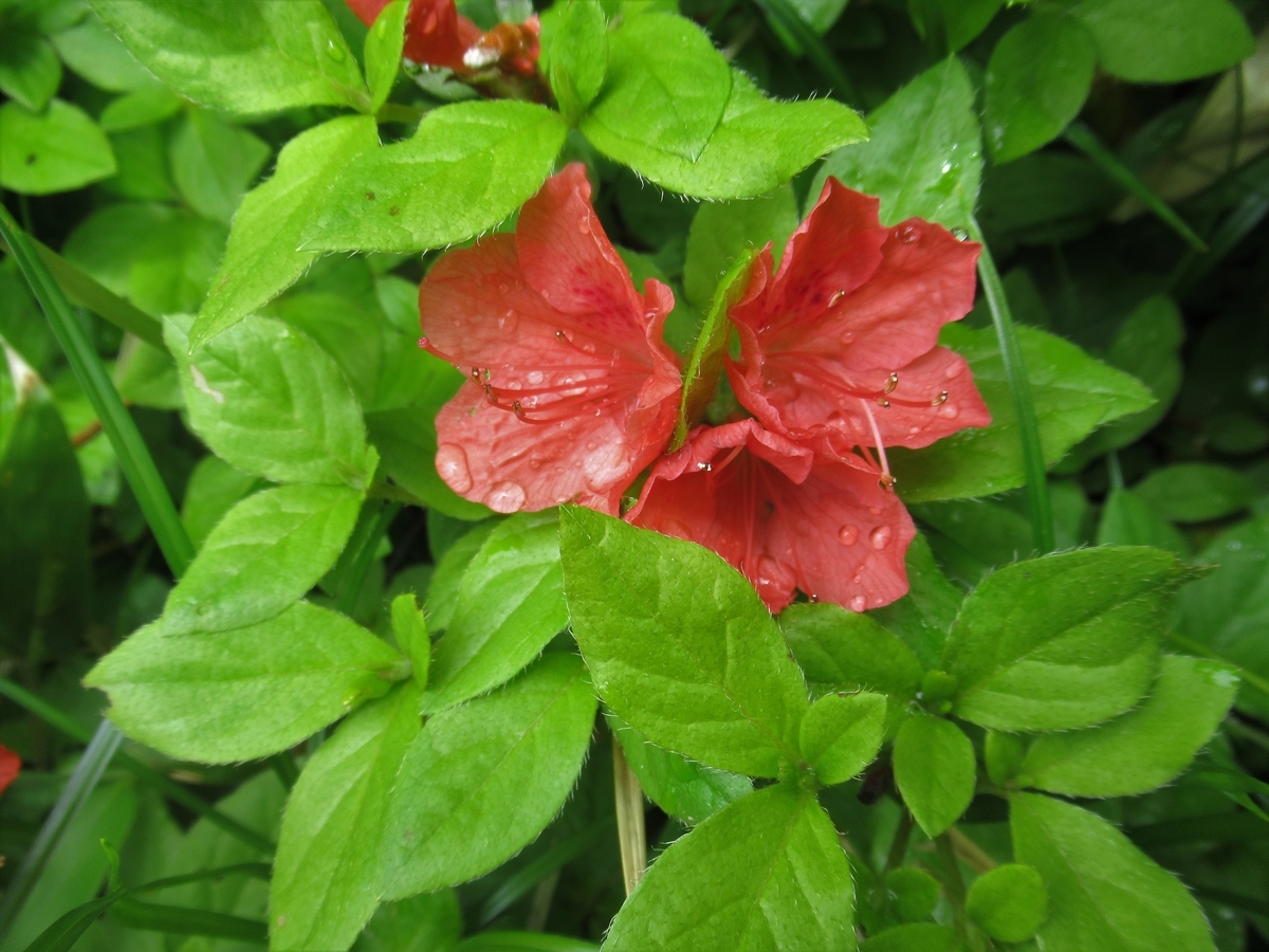 f:id:pft78526:20190629092905j:plain f:id:pft78526:20190629092905j:plain