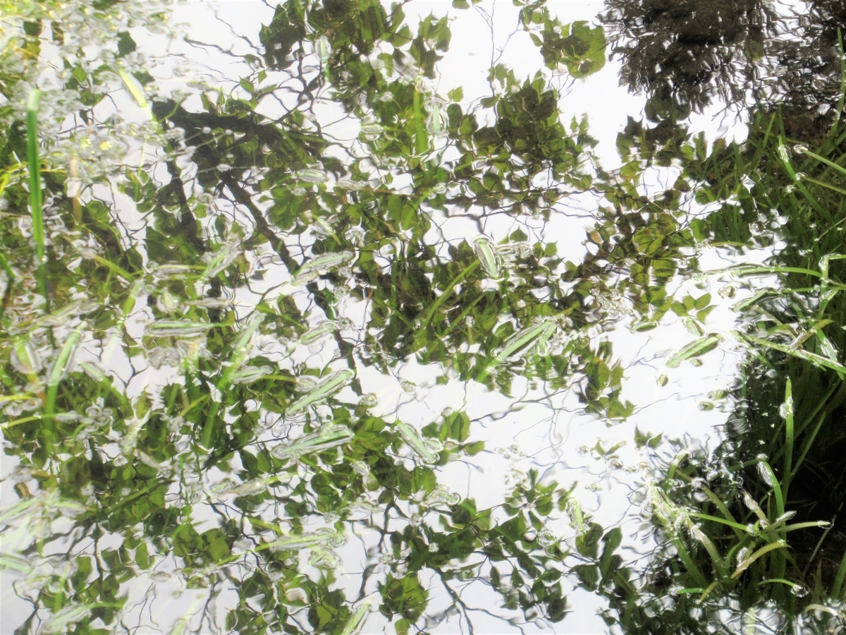 f:id:pft78526:20190629093318j:plain