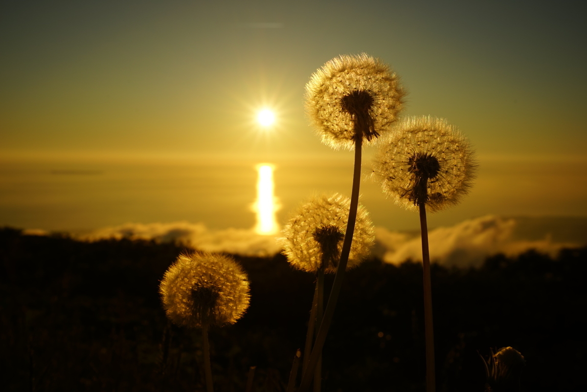 f:id:pft78526:20190629115606j:plain