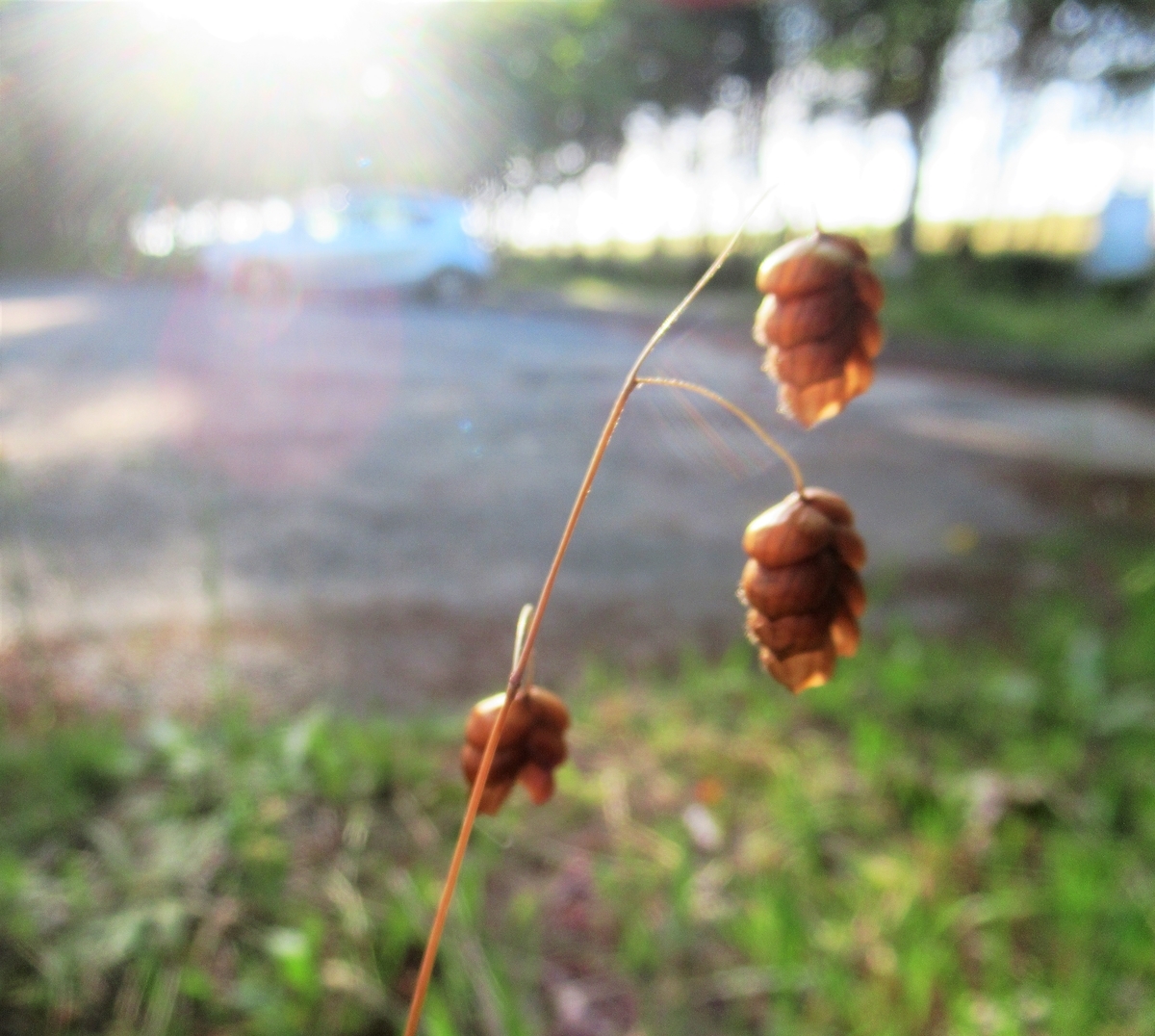 f:id:pft78526:20190702201442j:plain