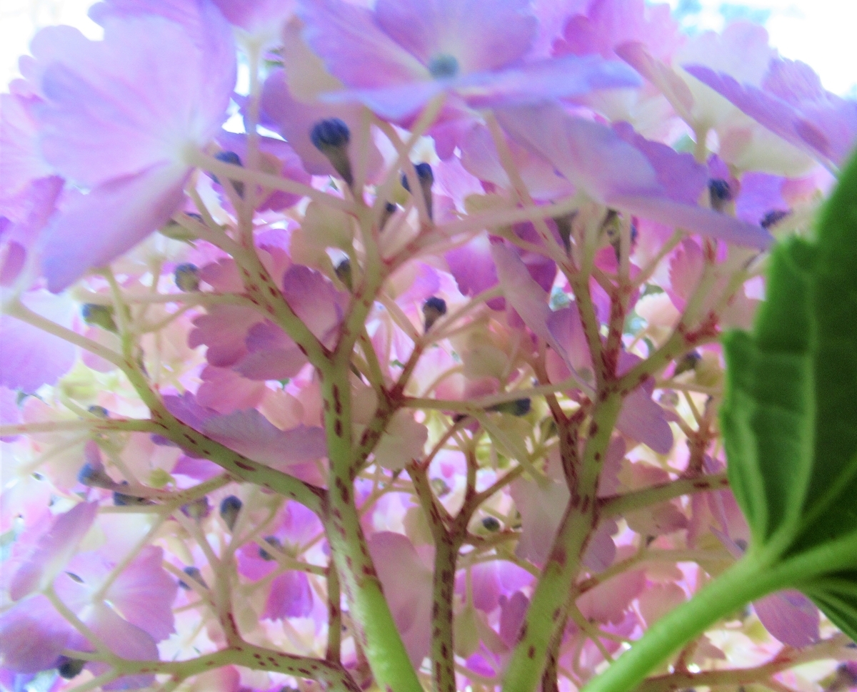 f:id:pft78526:20190702201539j:plain