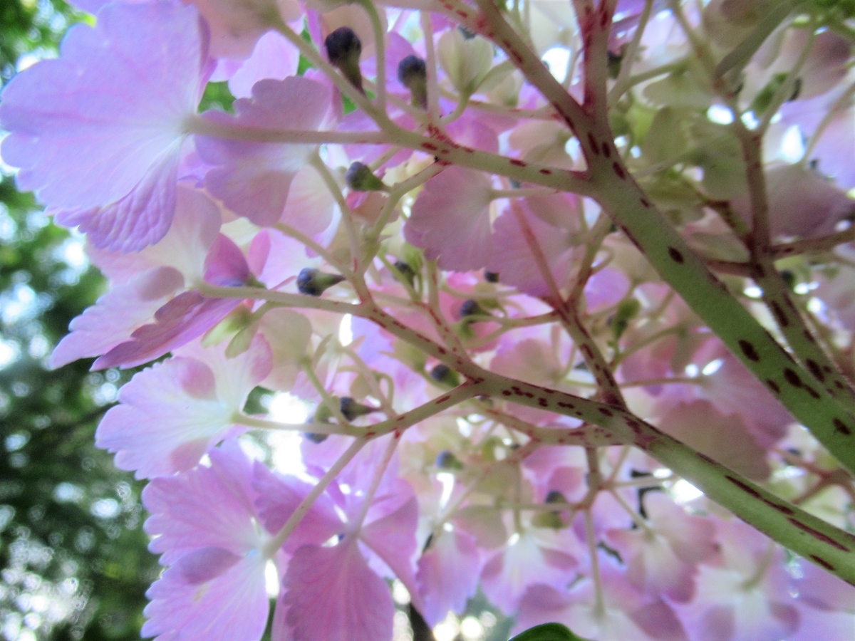 f:id:pft78526:20190702201620j:plain
