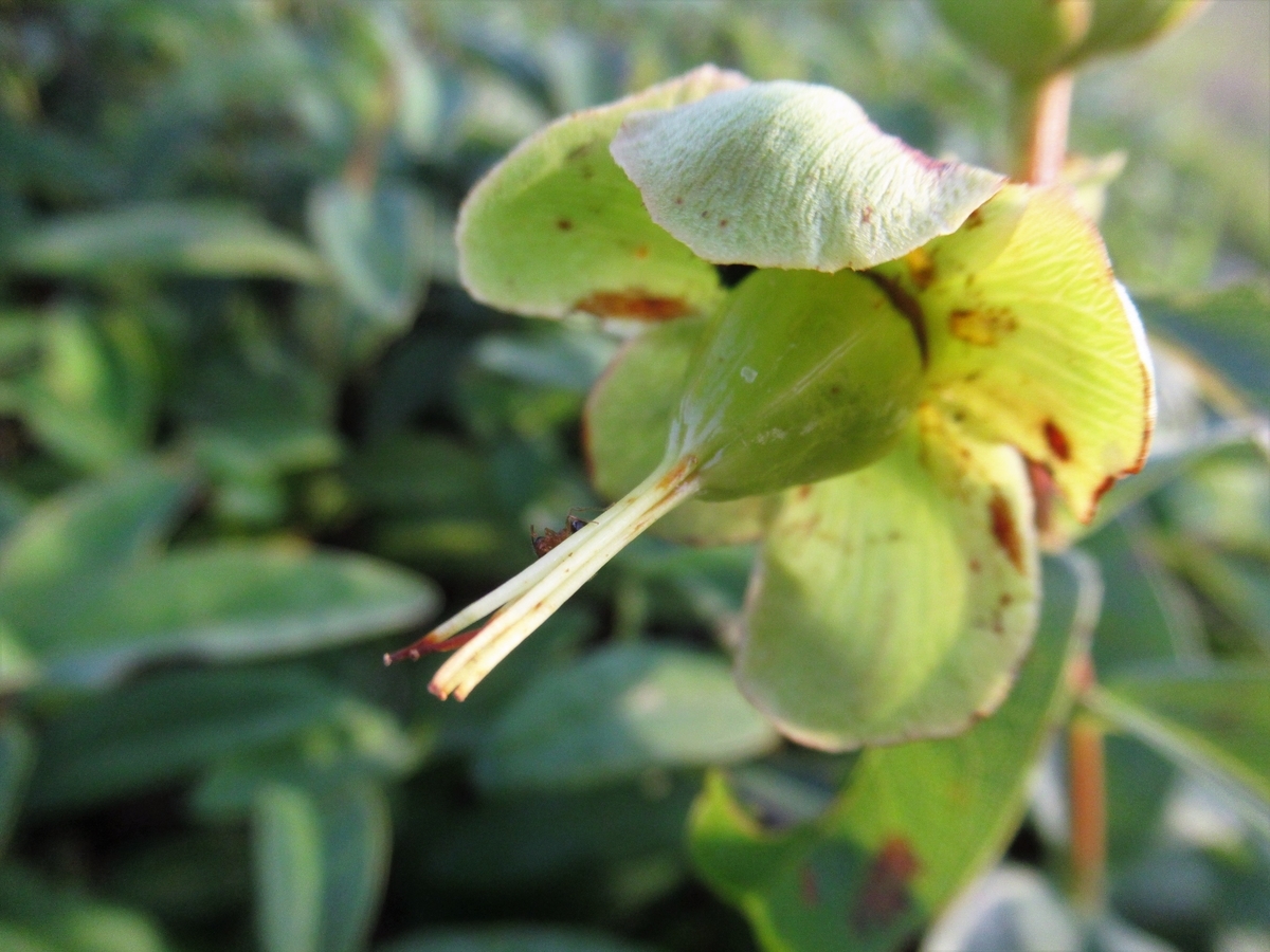 f:id:pft78526:20190702202953j:plain