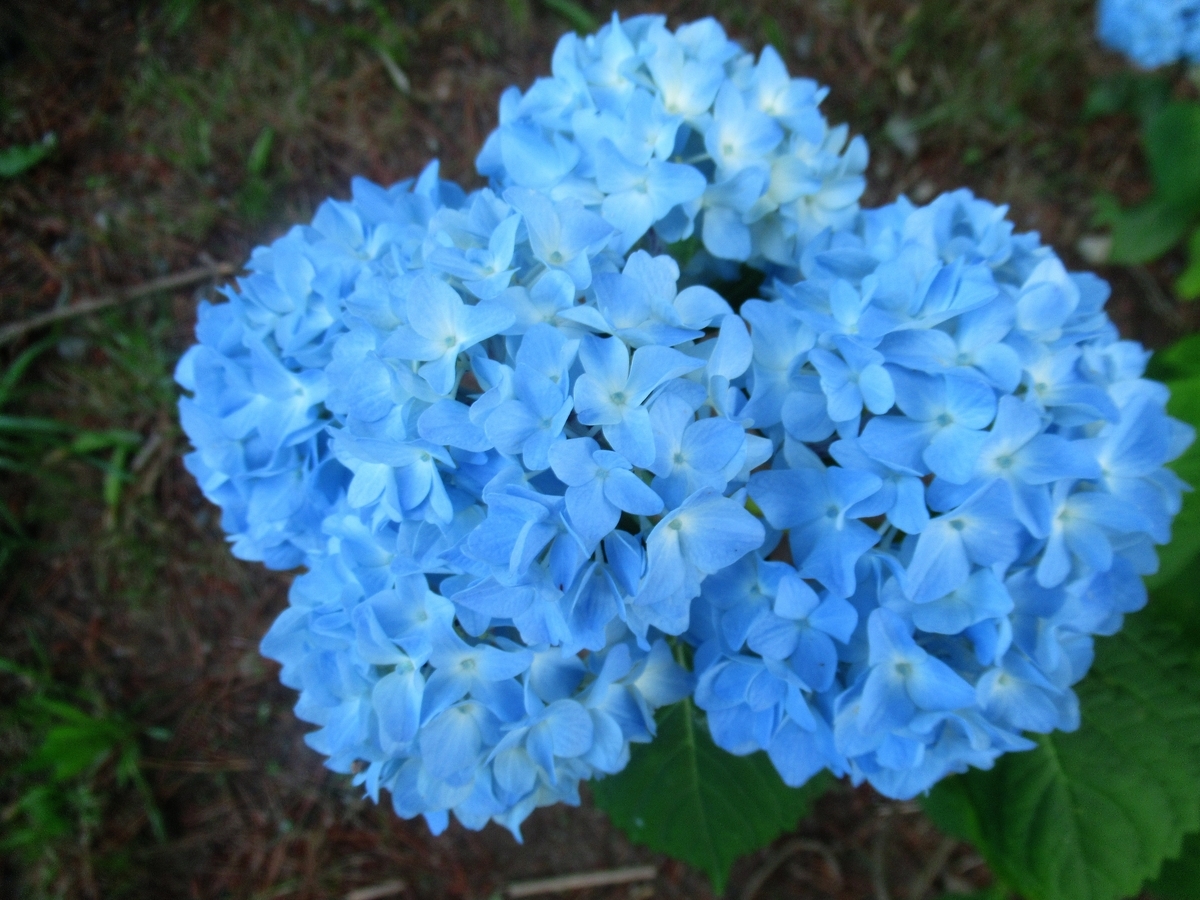 f:id:pft78526:20190702203245j:plain