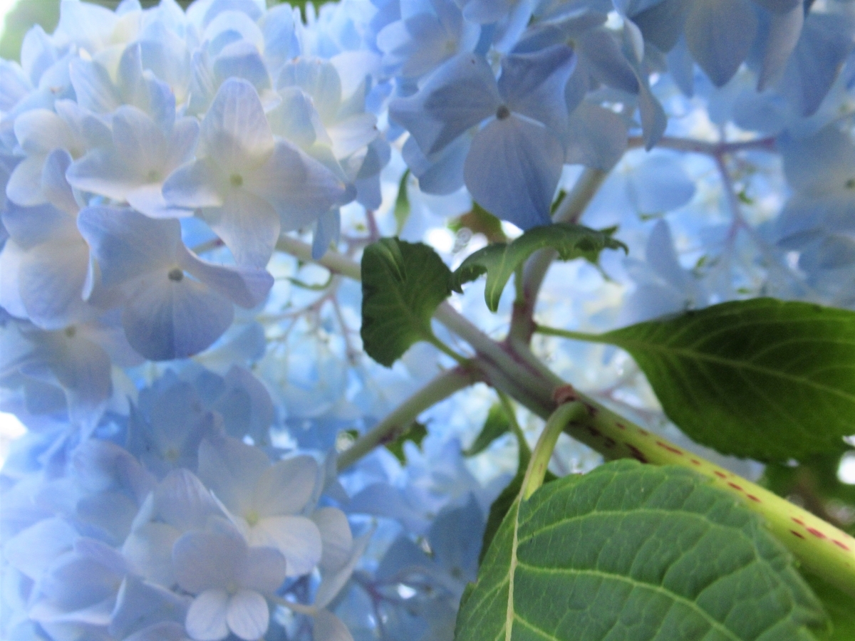 f:id:pft78526:20190702203250j:plain